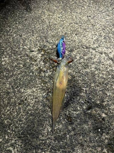 ヤリイカの釣果