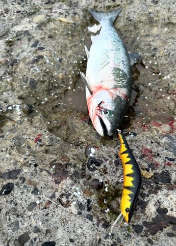 サクラマスの釣果