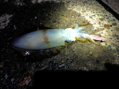 アオリイカの釣果
