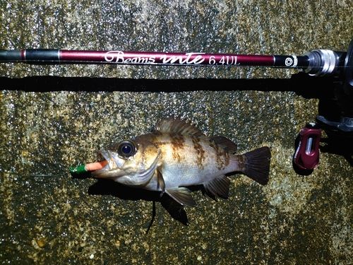 メバルの釣果