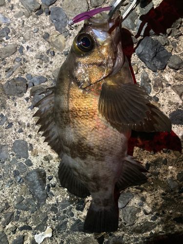 メバルの釣果