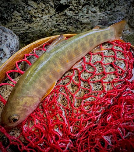 ヤマトイワナの釣果