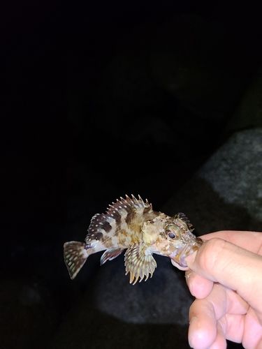 アラカブの釣果