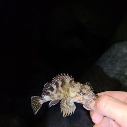 アラカブ