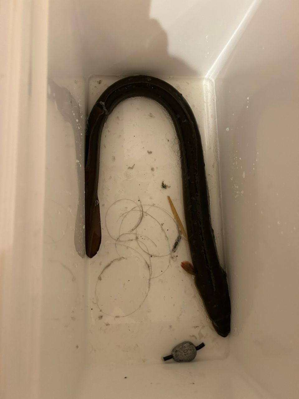 ウナギ