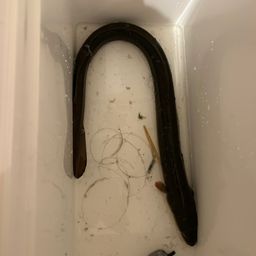 ウナギ