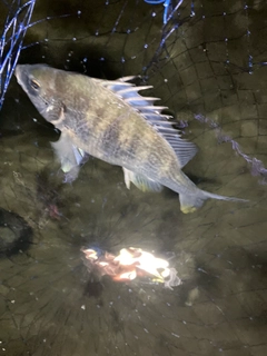 キビレの釣果