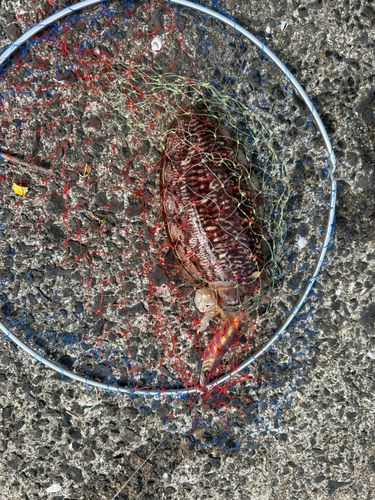 コウイカの釣果