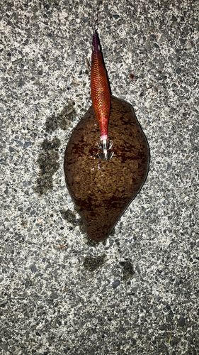 マナマコの釣果