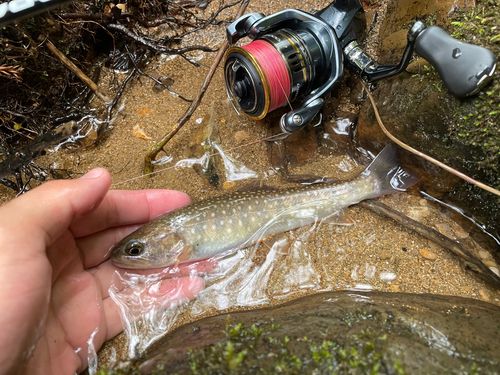 イワナの釣果