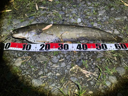 ナマズの釣果