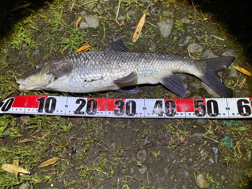 ニゴイの釣果