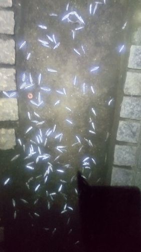 ハクレンの釣果