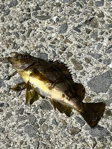 メバルの釣果