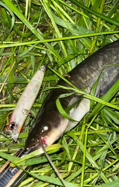ナマズの釣果
