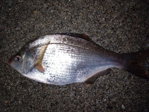 ウミタナゴの釣果