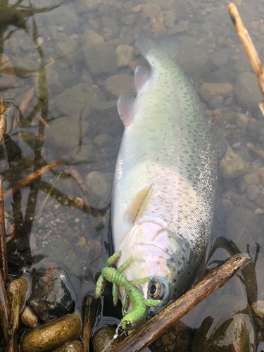 ニジマスの釣果