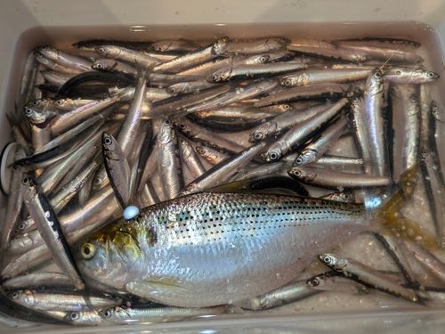カタクチイワシの釣果