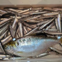 カタクチイワシ