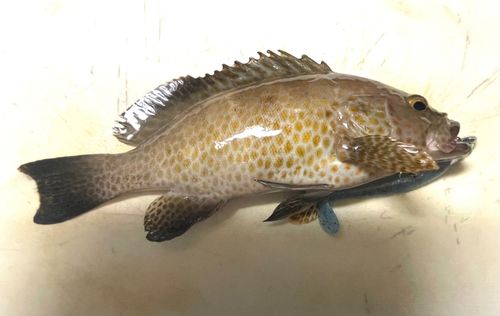 オオモンハタの釣果