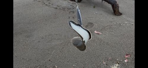 シタビラメの釣果