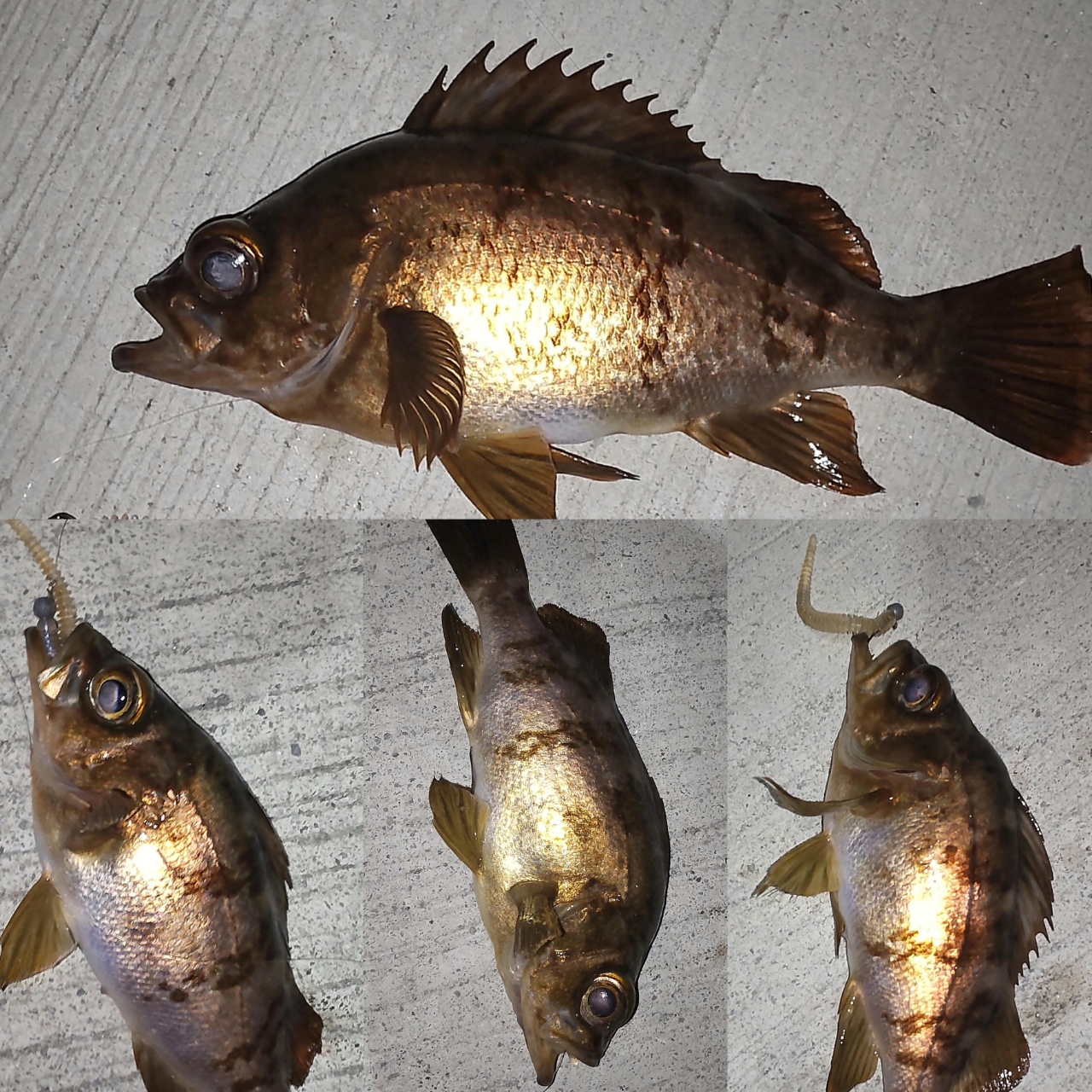 Amazon | シマノ(SHIMANO) アジングロッド 19 ソアレ BB