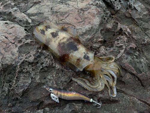 アオリイカの釣果