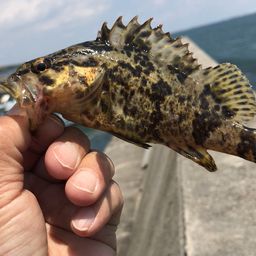 タケノコメバル