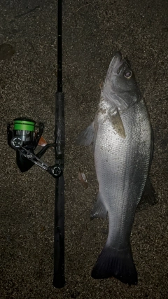 ヒラスズキの釣果