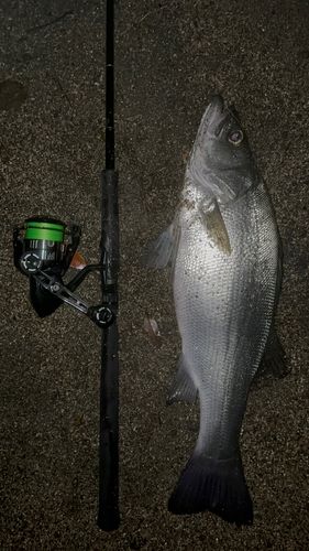 ヒラスズキの釣果