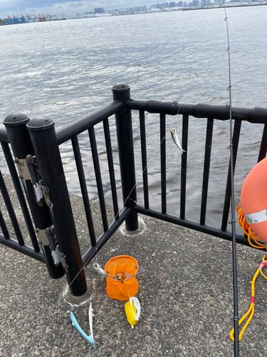 カタクチイワシ