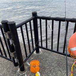 カタクチイワシ