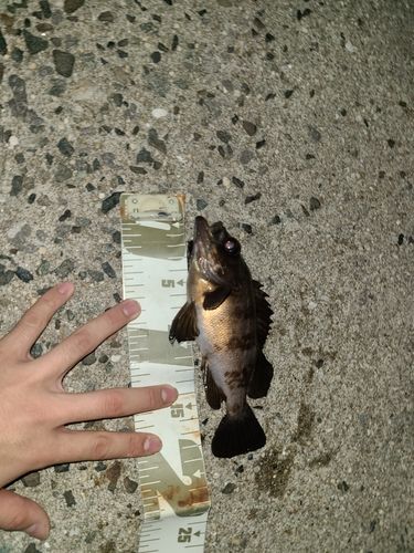 メバルの釣果