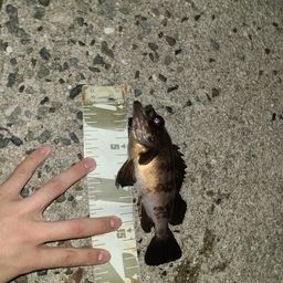 メバル