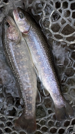 イワナの釣果
