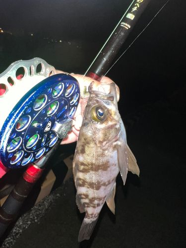 メバルの釣果