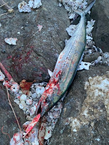 サゴシの釣果