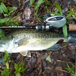 ラージマウスバス