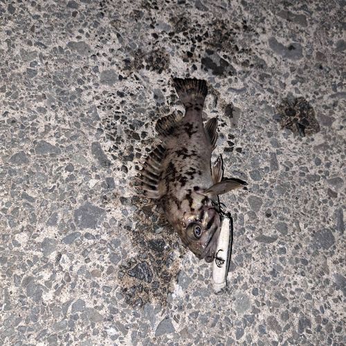 釣果