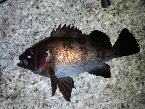メバルの釣果