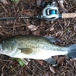 ラージマウスバス