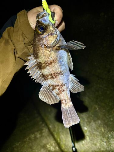 メバルの釣果
