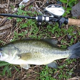 ラージマウスバス