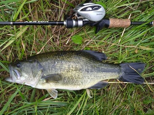 ラージマウスバスの釣果