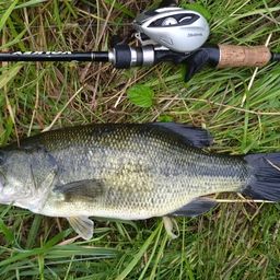 ラージマウスバス