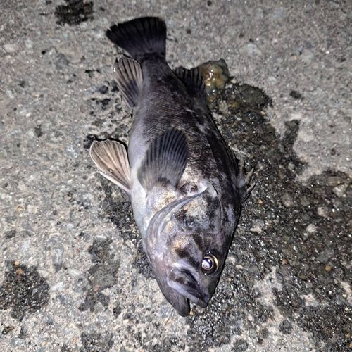 釣果