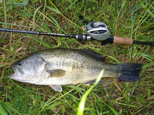 ラージマウスバスの釣果