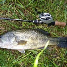 ラージマウスバス