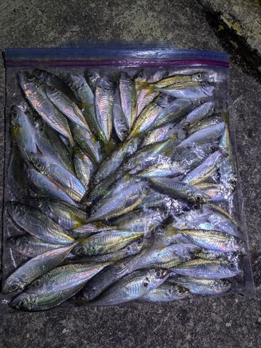 アジの釣果