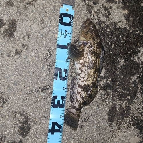 釣果